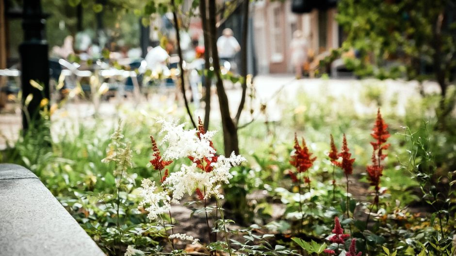 Veel nieuwe bomen geplant tijdens herinrichting de Laat in Alkmaar