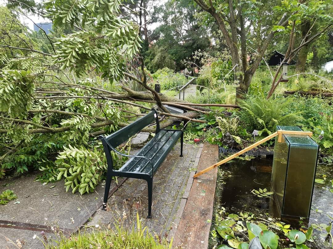 Bijzondere Japanse Lakboom verwoest door storm