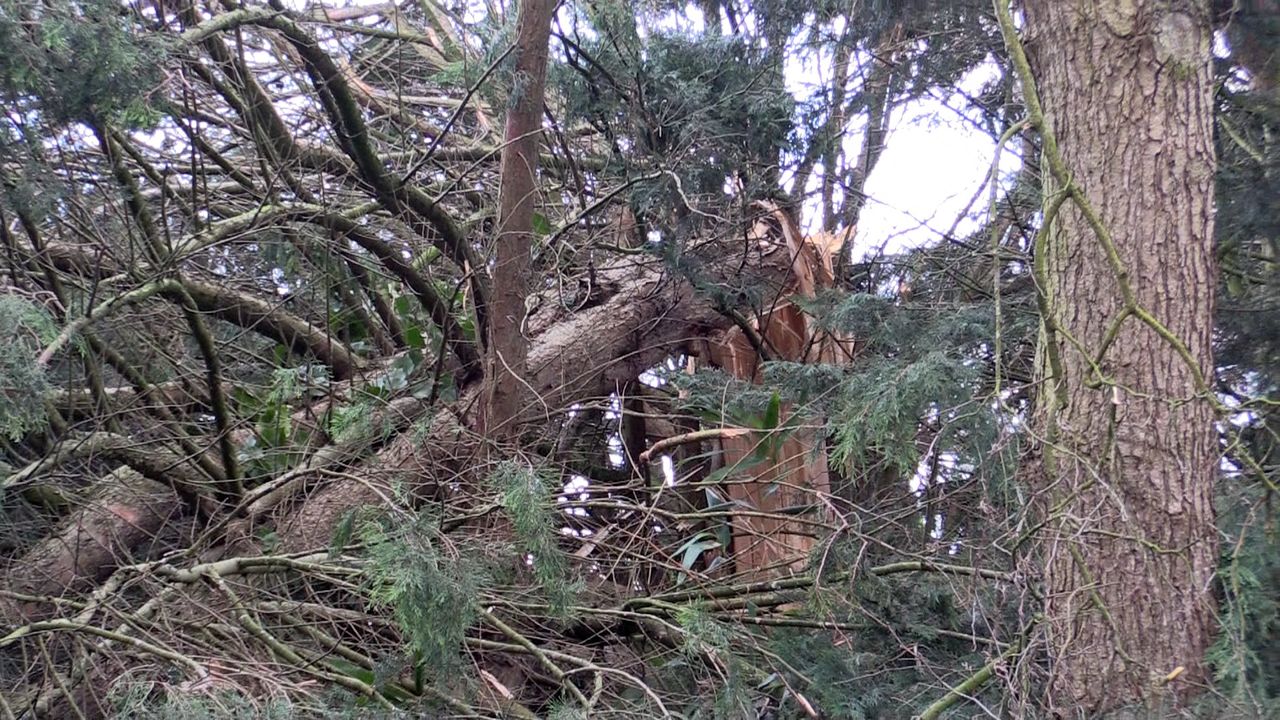 Gemeentebelangen Heiloo wil herstelplan bomen na storm