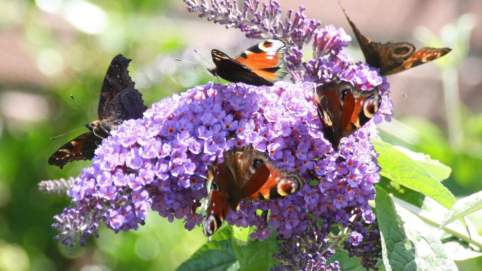 Dit weekend weer vlinders tellen! Vlinderstichting benieuwd naar telling na mager voorjaar