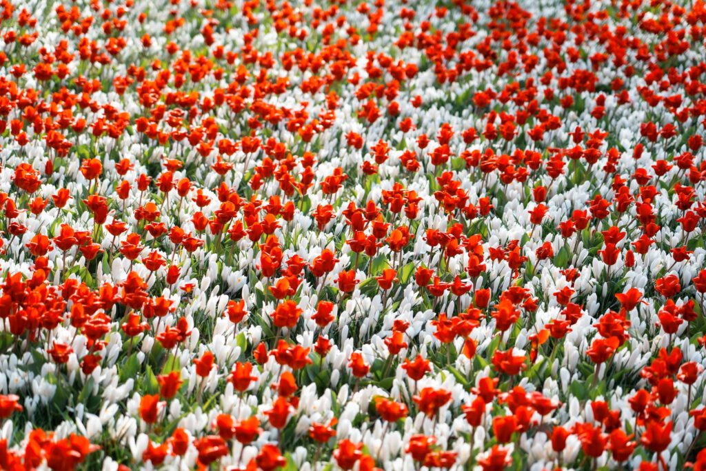 Alkmaar gaat kleurrijk de lente tegemoet dankzij stadswerk072!