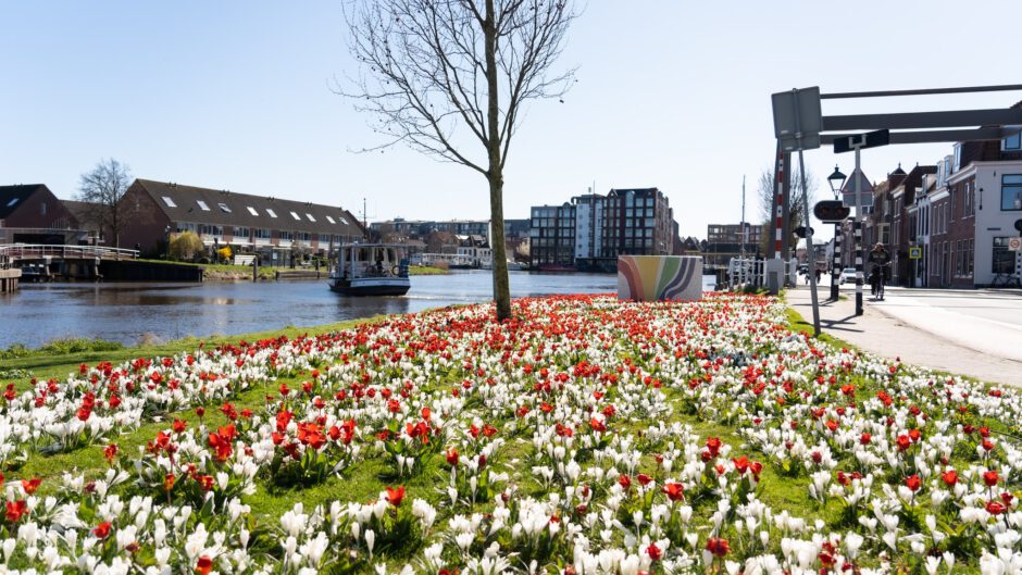 Alkmaar gaat kleurrijk de lente tegemoet dankzij stadswerk072!