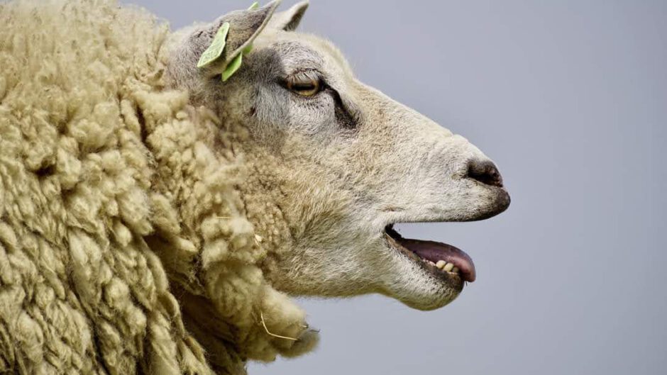 Diverse meldingen schapenziekte blauwtong in regio Alkmaar