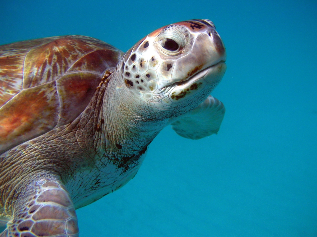 Zeer zeldzame zeeschildpad op strand Castricum