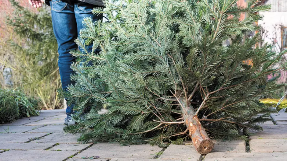 Kerstbomeninzameling 2024: HVC haalt bomen in heel gemeente Alkmaar op vanaf 2 januari