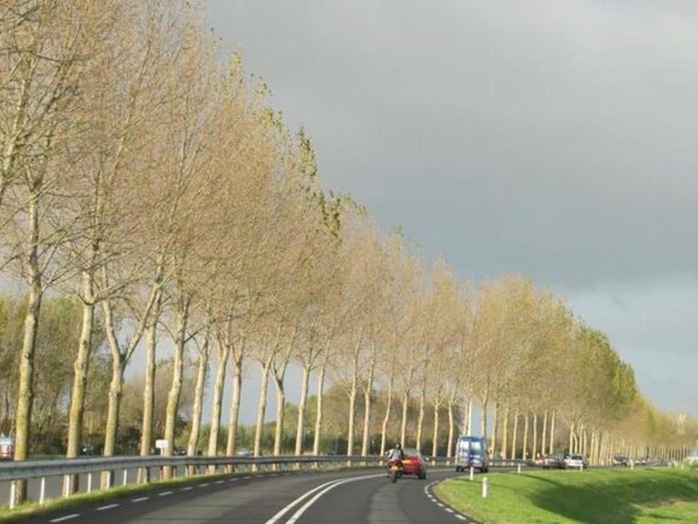 Bomenkap Westdijk (N244) in Zuidschermer nodig voor verkeersveiligheid