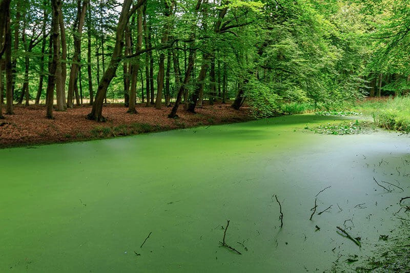 GGD waarschuwt: gebruik géén slootwater voor je moestuin