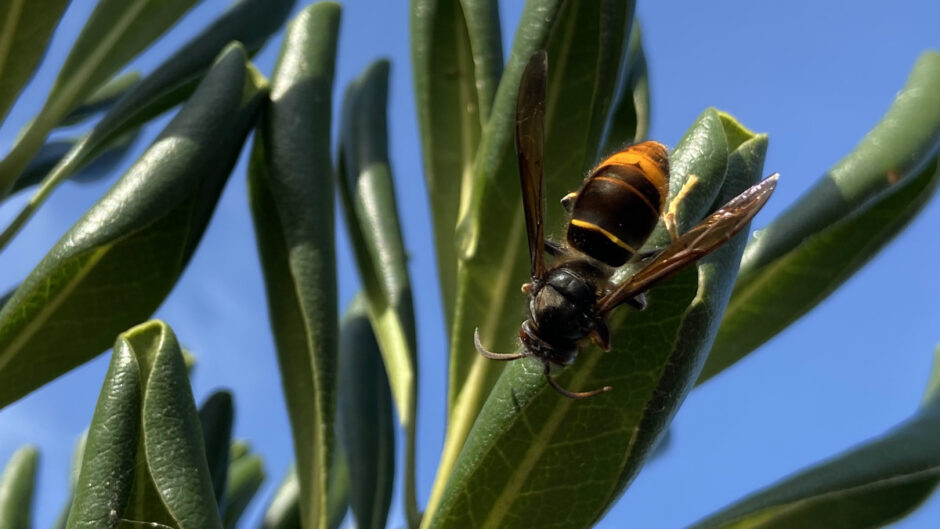 De Aziatische hoornaar is een ramp, maar niet om de reden die jij denkt