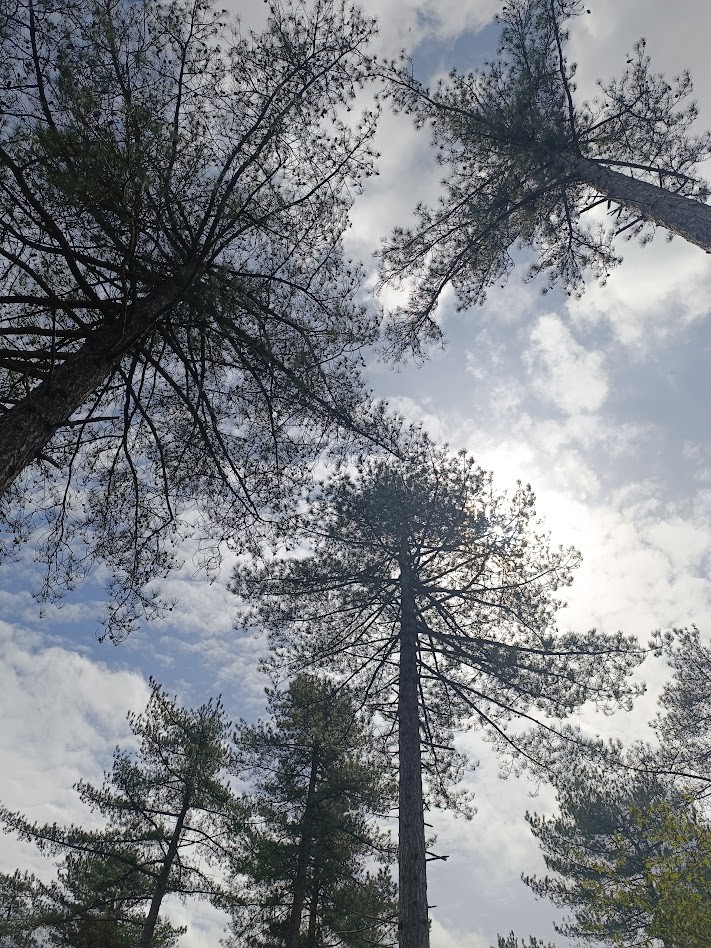 Ontdek de Schoorlse Duinen met de Van Boom tot Bos Wandelroute