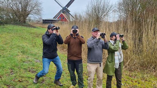 Het vleermuisseizoen in gemeente Dijk en Waard is geopend!