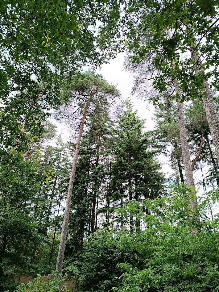 Ruim 30 hectare aan nieuw bos in Noord-Holland