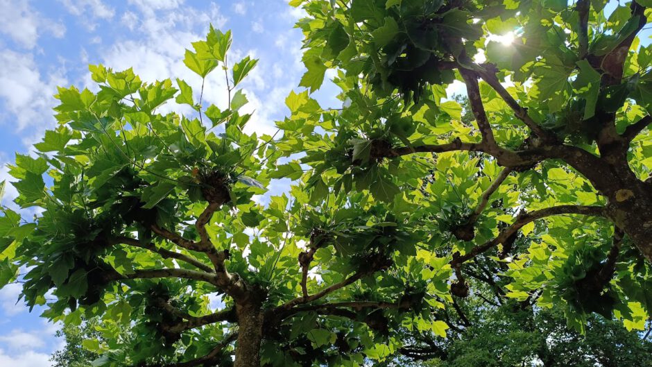 Nieuw wandelavontuur in de Regio Alkmaar