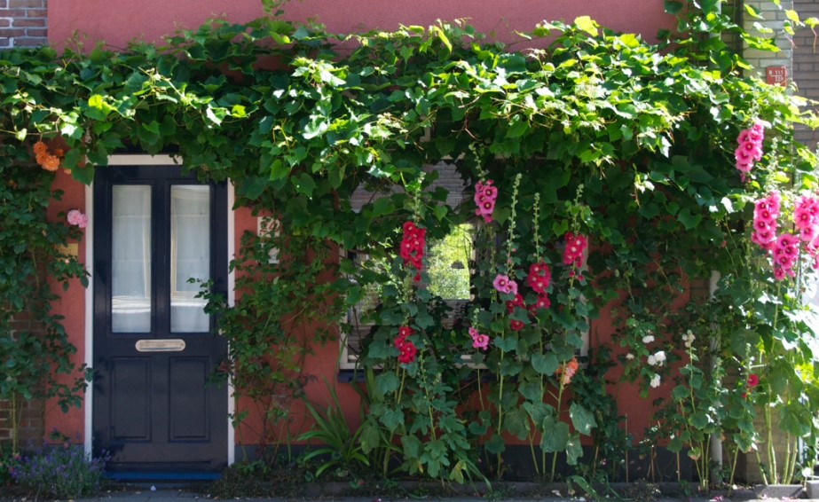 Wie heeft de mooiste Geveltuin of Boomspiegel in Alkmaar?