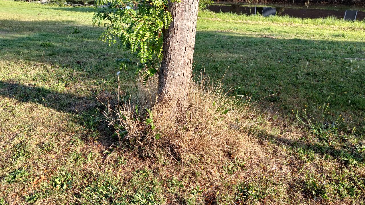 Onderzoek naar adoptie- of donatieplan bomen voor inwoners Heiloo