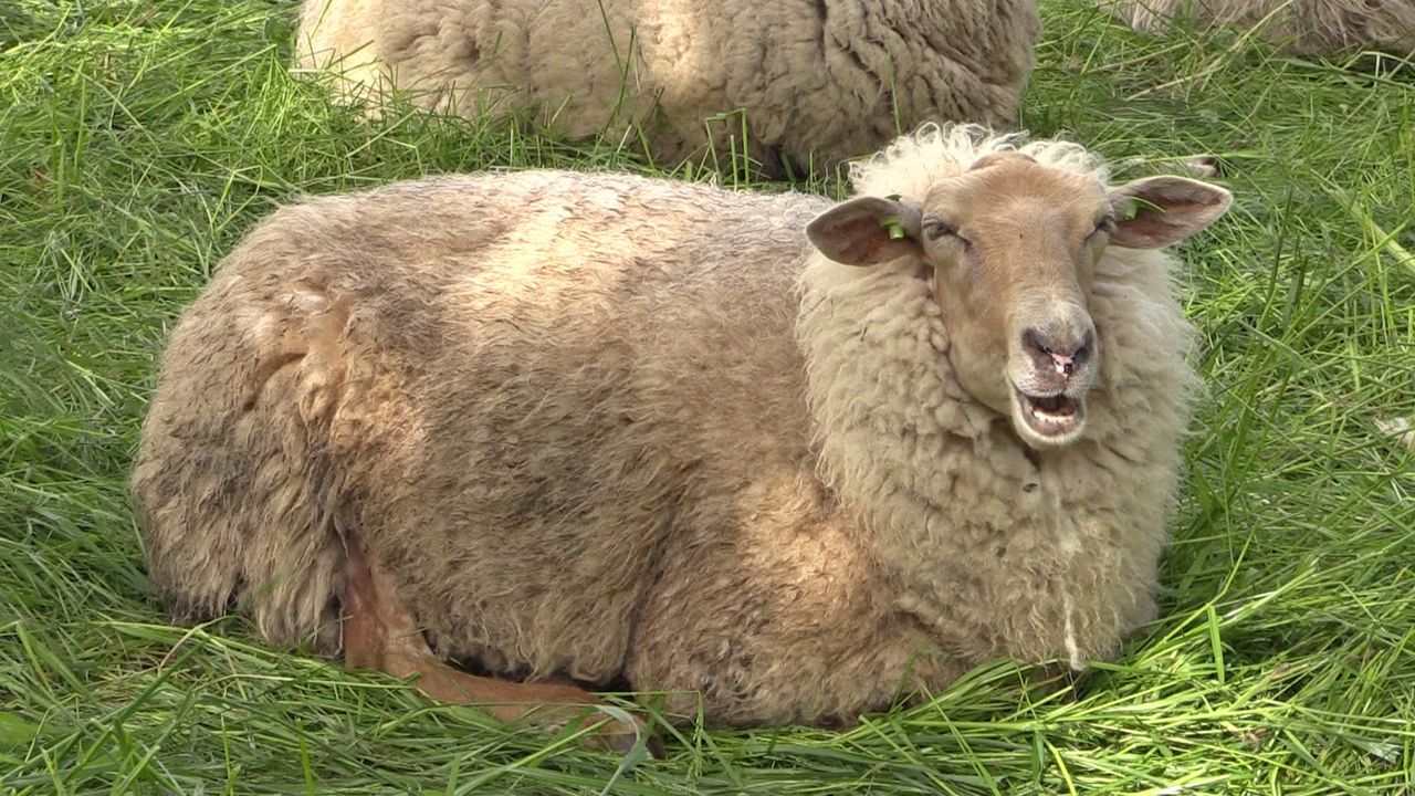 Eerste geval Blauwtong in de regio geconstateerd in Egmond-Binnen