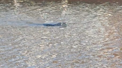 Zeehond in de sluis van Broek Op Langedijk