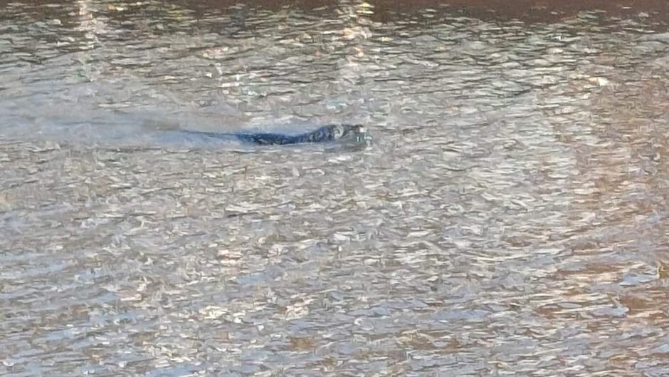 Zeehond in de sluis van Broek Op Langedijk