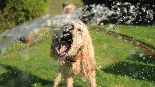 Hete dagen op komst: zo zorg je dat jouw hond het hoofd koel houdt