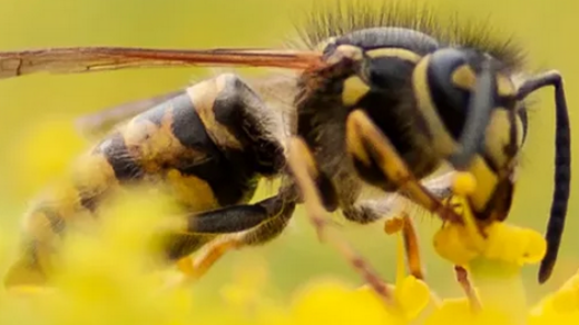 Zijn er echt zo weinig wespen dit jaar? Jij kan het antwoord geven