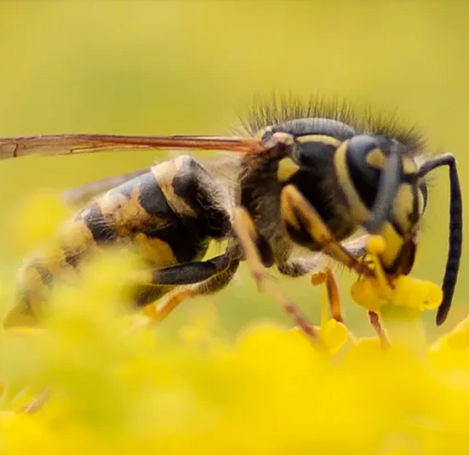 Zijn er echt zo weinig wespen dit jaar? Jij kan het antwoord geven