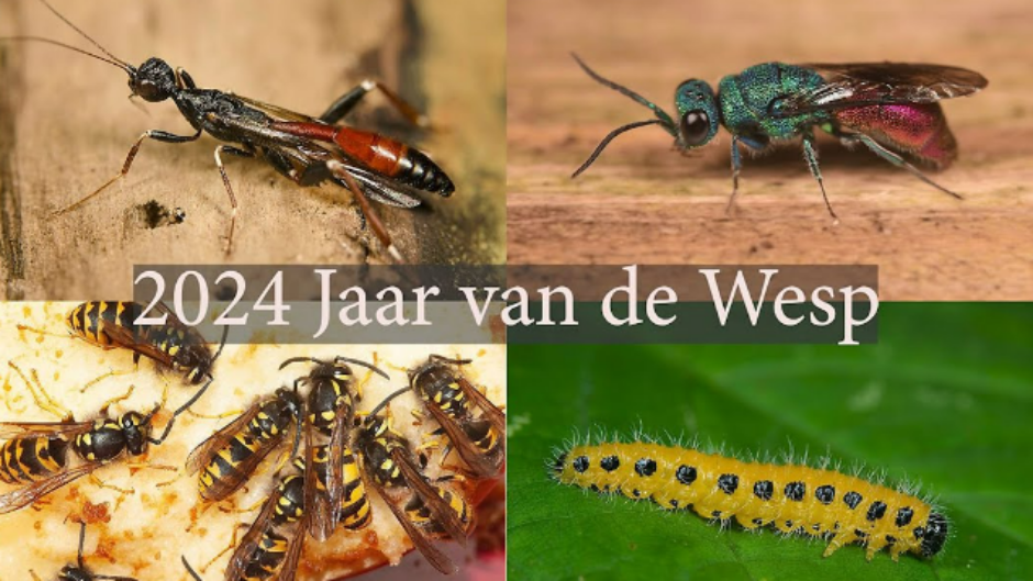 2024 uitgeroepen tot Het Jaar van de Wesp!