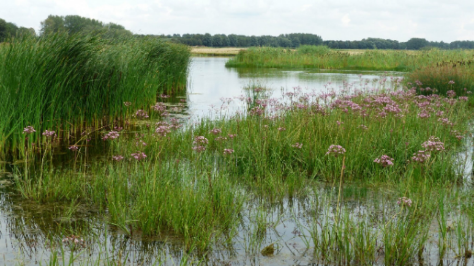 IVN wandeling Geestmerambacht