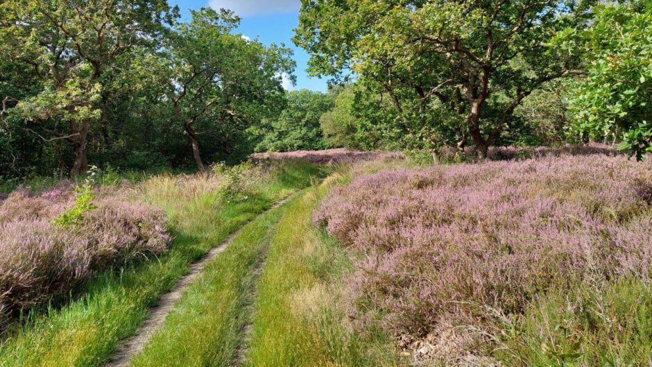 Wandelen door de bloeiende heide