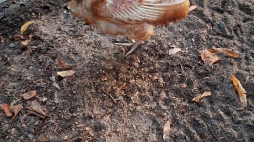 Stadsboerderij de Hout redt vijf kippen van de slacht en laat de kippen oud worden