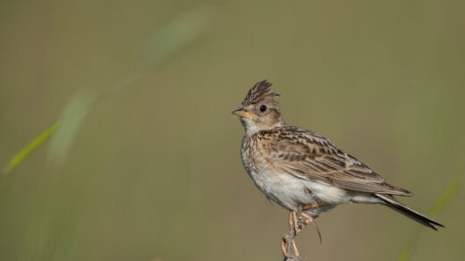 Extra subsidie voor bescherming boerenlandvogels