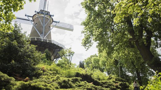 Bomenkap begonnen bij Molen van Piet