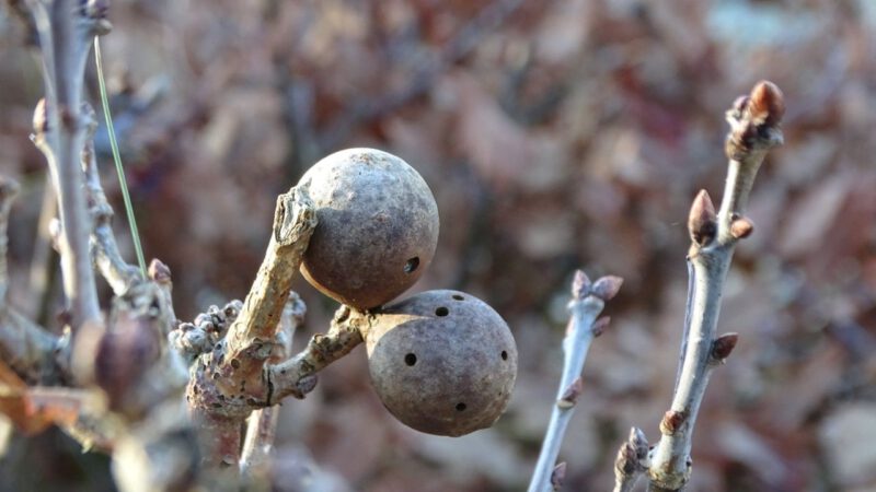 IVN winterwandeling