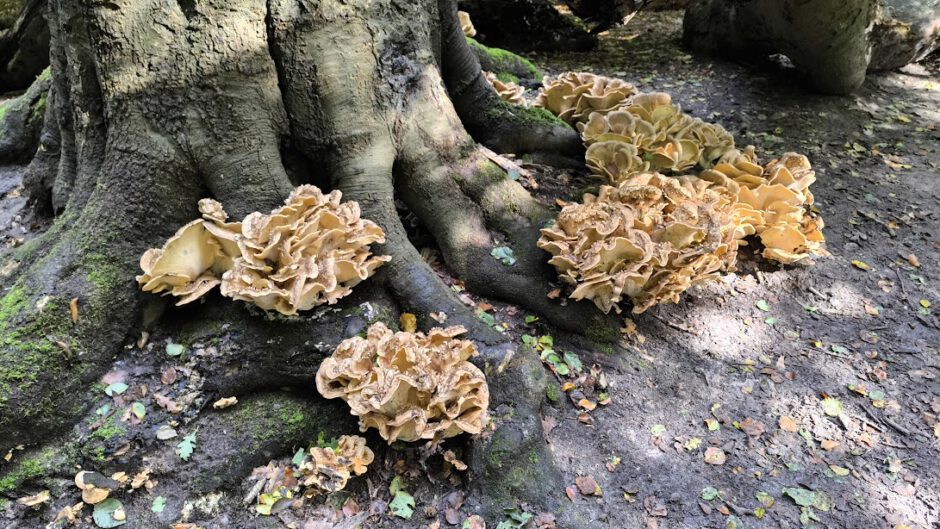 Herfstwandelingen rond de Duinheide