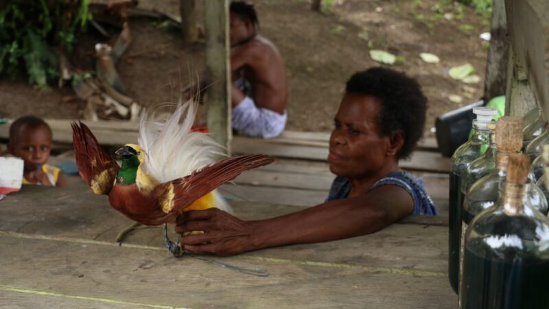 Lezing over paradijsvogel