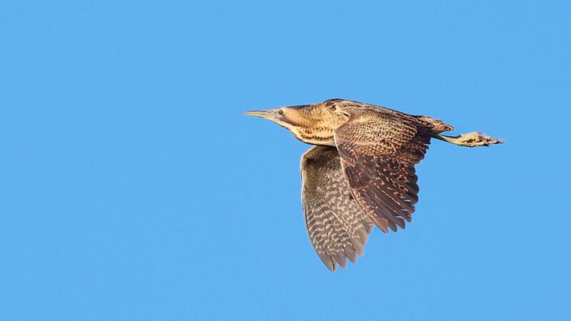 Jeugdexcursie Vogelwerkgroep naar Geestmerambacht