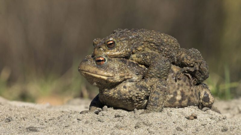 De paddentrek is weer begonnen