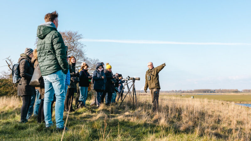 Grutto's en weidevogels bij Fort Krommeniedijk