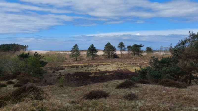 Voorjaarswandeling in de duinen bij de Duinheide Bergen op zondag 10 maart